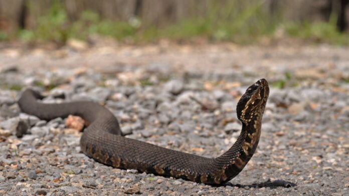 Estrada de 2,5 milhas em Illinois fecha para carros duas vezes ao ano e vira passagem de milhares de cobras que trocam de abrigo Estrada de 2,5 milhas em Illinois fecha para carros duas vezes ao ano e vira passagem de milhares de cobras que trocam de abrigo