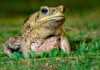 Sapo de 25 cm nascido na savana amazônica espalha veneno por três continentes e ainda vira refeição de cobras, corvos e ratos Sapo de 25 cm nascido na savana amazônica espalha veneno por três continentes e ainda vira refeição de cobras, corvos e ratos