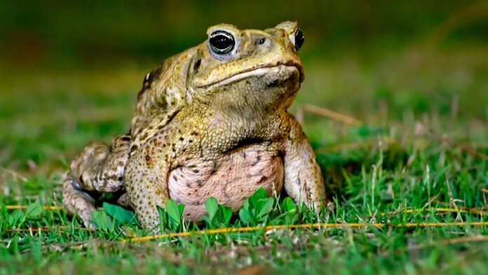 Sapo de 25 cm nascido na savana amazônica espalha veneno por três continentes e ainda vira refeição de cobras, corvos e ratos Sapo de 25 cm nascido na savana amazônica espalha veneno por três continentes e ainda vira refeição de cobras, corvos e ratos