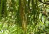 A planta que cresce para baixo: as 'huperzias' pendem dos galhos das florestas brasileiras como cordões verdes A planta que cresce para baixo: as 'huperzias' pendem dos galhos das florestas brasileiras como cordões verdes