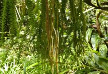 A planta que cresce para baixo: as 'huperzias' pendem dos galhos das florestas brasileiras como cordões verdes A planta que cresce para baixo: as 'huperzias' pendem dos galhos das florestas brasileiras como cordões verdes