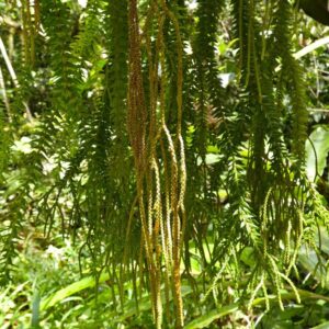 A planta que cresce para baixo: as 'huperzias' pendem dos galhos das florestas brasileiras como cordões verdes A planta que cresce para baixo: as 'huperzias' pendem dos galhos das florestas brasileiras como cordões verdes
