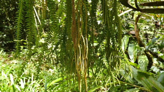 A planta que cresce para baixo: as 'huperzias' pendem dos galhos das florestas brasileiras como cordões verdes A planta que cresce para baixo: as 'huperzias' pendem dos galhos das florestas brasileiras como cordões verdes