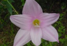 Lírio-da-chuva: a flor rosa que brota do chão seco e cobre a Caatinga logo depois das primeiras chuvas Lírio-da-chuva: a flor rosa que brota do chão seco e cobre a Caatinga logo depois das primeiras chuvas