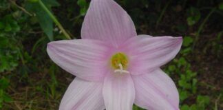 Lírio-da-chuva: a flor rosa que brota do chão seco e cobre a Caatinga logo depois das primeiras chuvas Lírio-da-chuva: a flor rosa que brota do chão seco e cobre a Caatinga logo depois das primeiras chuvas