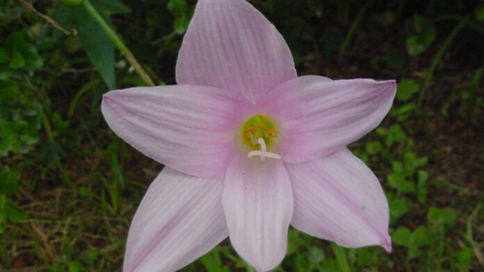 Lírio-da-chuva: a flor rosa que brota do chão seco e cobre a Caatinga logo depois das primeiras chuvas Lírio-da-chuva: a flor rosa que brota do chão seco e cobre a Caatinga logo depois das primeiras chuvas