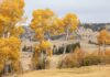 Lobos voltaram a Yellowstone em 1995 e, 30 anos depois, álamos jovens crescem de novo pela primeira vez desde a década de 1940 Lobos voltaram a Yellowstone em 1995 e, 30 anos depois, álamos jovens crescem de novo pela primeira vez desde a década de 1940