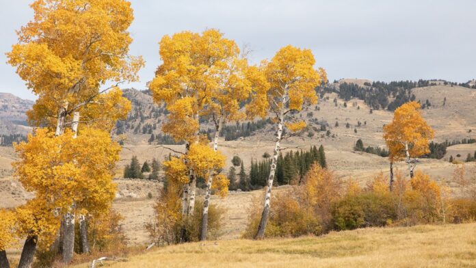 Lobos voltaram a Yellowstone em 1995 e, 30 anos depois, álamos jovens crescem de novo pela primeira vez desde a década de 1940 Lobos voltaram a Yellowstone em 1995 e, 30 anos depois, álamos jovens crescem de novo pela primeira vez desde a década de 1940