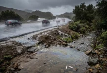 Chuva em estradas da Califórnia leva poluente de pneus a rios e riachos em níveis acima do letal para filhotes de salmão Chuva em estradas da Califórnia leva poluente de pneus a rios e riachos em níveis acima do letal para filhotes de salmão