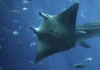Filhotes de arraia-manta passam anos colados à costa da América Central e só partem para o mar aberto quando crescem Filhotes de arraia-manta passam anos colados à costa da América Central e só partem para o mar aberto quando crescem