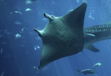 Filhotes de arraia-manta passam anos colados à costa da América Central e só partem para o mar aberto quando crescem Filhotes de arraia-manta passam anos colados à costa da América Central e só partem para o mar aberto quando crescem