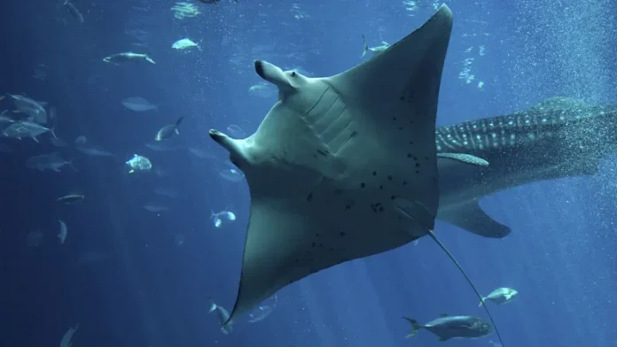 Filhotes de arraia-manta passam anos colados à costa da América Central e só partem para o mar aberto quando crescem Filhotes de arraia-manta passam anos colados à costa da América Central e só partem para o mar aberto quando crescem