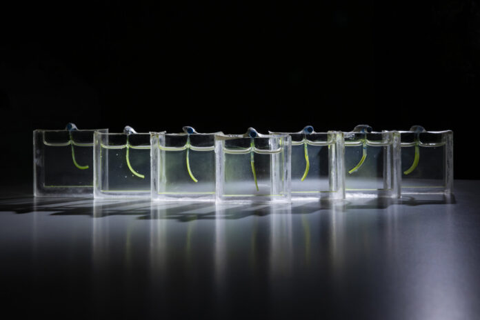 Pesquisadores holandeses cobrem tira de gel de 2 cm com microalgas e criam braço que dobra com luz e levanta objetos Pesquisadores holandeses cobrem tira de gel de 2 cm com microalgas e criam braço que dobra com luz e levanta objetos