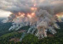 Amazônia emitiu em média 1,17 bilhão de toneladas de CO₂ a mais do que absorveu por ano entre 2010 e 2024, e o fogo é a principal fonte Amazônia emitiu em média 1,17 bilhão de toneladas de CO₂ a mais do que absorveu por ano entre 2010 e 2024, e o fogo é a principal fonte