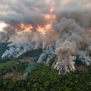 Amazônia emitiu em média 1,17 bilhão de toneladas de CO₂ a mais do que absorveu por ano entre 2010 e 2024, e o fogo é a principal fonte Amazônia emitiu em média 1,17 bilhão de toneladas de CO₂ a mais do que absorveu por ano entre 2010 e 2024, e o fogo é a principal fonte