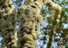 Por que a jabuticabeira dá flor e fruto no tronco? Pesquisa da USP mostra de onde nascem as gemas Por que a jabuticabeira dá flor e fruto no tronco? Pesquisa da USP mostra de onde nascem as gemas