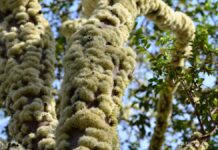 Por que a jabuticabeira dá flor e fruto no tronco? Pesquisa da USP mostra de onde nascem as gemas Por que a jabuticabeira dá flor e fruto no tronco? Pesquisa da USP mostra de onde nascem as gemas