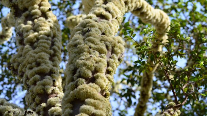 Por que a jabuticabeira dá flor e fruto no tronco? Pesquisa da USP mostra de onde nascem as gemas Por que a jabuticabeira dá flor e fruto no tronco? Pesquisa da USP mostra de onde nascem as gemas