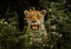 Onças-pintadas aparecem duas noites seguidas em Corumbá, e bairros ganham buzinas para afastar os felinos Onças-pintadas aparecem duas noites seguidas em Corumbá, e bairros ganham buzinas para afastar os felinos