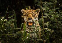 Onças-pintadas aparecem duas noites seguidas em Corumbá, e bairros ganham buzinas para afastar os felinos Onças-pintadas aparecem duas noites seguidas em Corumbá, e bairros ganham buzinas para afastar os felinos