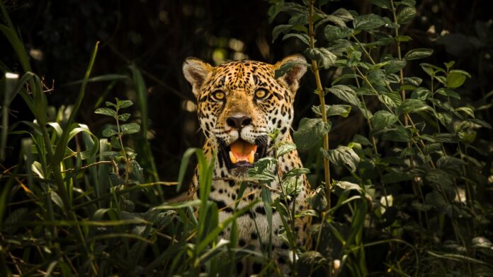 Onças-pintadas aparecem duas noites seguidas em Corumbá, e bairros ganham buzinas para afastar os felinos Onças-pintadas aparecem duas noites seguidas em Corumbá, e bairros ganham buzinas para afastar os felinos