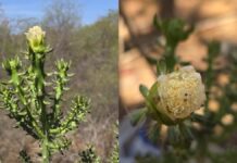 Cacto de flor branca que abre ao anoitecer é descoberto na Caatinga baiana, primeira espécie nova do gênero em mais de um século Cacto de flor branca que abre ao anoitecer é descoberto na Caatinga baiana, primeira espécie nova do gênero em mais de um século