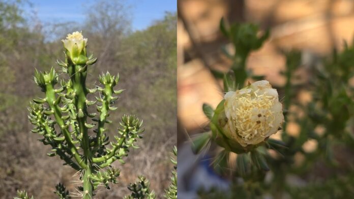 Cacto de flor branca que abre ao anoitecer é descoberto na Caatinga baiana, primeira espécie nova do gênero em mais de um século Cacto de flor branca que abre ao anoitecer é descoberto na Caatinga baiana, primeira espécie nova do gênero em mais de um século