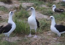 Wisdom, a ave selvagem mais velha do mundo, tem cerca de 75 anos, foi anilhada em 1956 e ainda volta todo ano à mesma ilha para pôr ovos Wisdom, a ave selvagem mais velha do mundo, tem cerca de 75 anos, foi anilhada em 1956 e ainda volta todo ano à mesma ilha para pôr ovos