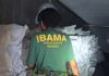 Sacos de "sardinha" escondiam 17 toneladas de barbatanas de tubarão rumo à Ásia, e o Ibama aplica multa máxima de R$ 50 milhões Sacos de "sardinha" escondiam 17 toneladas de barbatanas de tubarão rumo à Ásia, e o Ibama aplica multa máxima de R$ 50 milhões