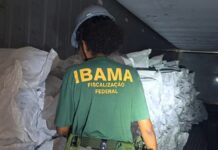 Sacos de "sardinha" escondiam 17 toneladas de barbatanas de tubarão rumo à Ásia, e o Ibama aplica multa máxima de R$ 50 milhões Sacos de "sardinha" escondiam 17 toneladas de barbatanas de tubarão rumo à Ásia, e o Ibama aplica multa máxima de R$ 50 milhões