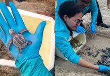 Filhotes de tartaruga-oliva saem de ninho em praia do Ceará onde a espécie nunca tinha registro de desova Filhotes de tartaruga-oliva saem de ninho em praia do Ceará onde a espécie nunca tinha registro de desova