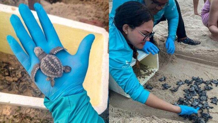 Filhotes de tartaruga-oliva saem de ninho em praia do Ceará onde a espécie nunca tinha registro de desova Filhotes de tartaruga-oliva saem de ninho em praia do Ceará onde a espécie nunca tinha registro de desova