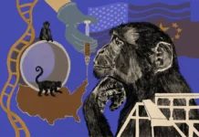 Vírus que infectou ancestrais há 5 milhões de anos deixou 158 cópias no DNA de chimpanzés e desligou um gene cerebral que humanos usam Vírus que infectou ancestrais há 5 milhões de anos deixou 158 cópias no DNA de chimpanzés e desligou um gene cerebral que humanos usam