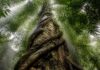 Cortar cipós recupera floresta 4 vezes mais rápido que plantar Cipós grossos enrolados em tronco de árvore em floresta tropical