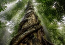 Cortar cipós recupera floresta 4 vezes mais rápido que plantar Cipós grossos enrolados em tronco de árvore em floresta tropical