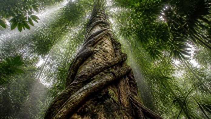 Cipós grossos enrolados em tronco de árvore em floresta tropical Cipós grossos enrolados em tronco de árvore em floresta tropical