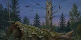 Morcegos e aves voltam quando a floresta ganha madeira morta Tronco caído coberto de musgo em clareira de floresta com morcegos e ave