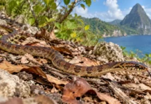 A serpente que sobrevive em uma ilhota de apenas 9 hectares e depende de uma barreira invisível para escapar da extinção em uma região do Caribe
