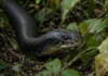 18 cobras-rei são retiradas de áreas residenciais em Bali em apenas 3 meses, e maior exemplar chega a 4,7 metros durante período de reprodução da espécie