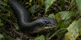 18 cobras-rei são retiradas de áreas residenciais em Bali em apenas 3 meses, e maior exemplar chega a 4,7 metros durante período de reprodução da espécie
