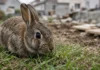 Oito coelhos e duas lebres param obra de bairro novo por meio ano, e construção retoma só em área sem tocas, na Holanda