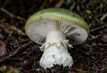 Cogumelo extremamente venenoso se espalha por florestas, leva 7 pessoas a receber antídoto e deixa 1 morto, na Holanda