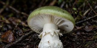 Cogumelo extremamente venenoso se espalha por florestas, leva 7 pessoas a receber antídoto e deixa 1 morto, na Holanda