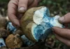Cogumelo encontrado em florestas da Polônia fica azul intenso ao ser cortado, mas perde a cor na panela: conheça a reação que surpreende coletores