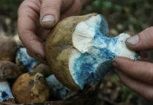 Cogumelo encontrado em florestas da Polônia fica azul intenso ao ser cortado, mas perde a cor na panela: conheça a reação que surpreende coletores