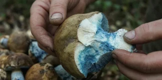 Cogumelo encontrado em florestas da Polônia fica azul intenso ao ser cortado, mas perde a cor na panela: conheça a reação que surpreende coletores