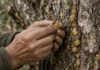 Após 11 anos árvore que goteja ouro produz primeiro fruto em Muğla e vira nova renda para o produtor