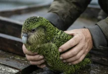 Em 1895, um conservacionista levou em barco centenas de aves não voadoras para uma ilha remota; depois viveu lá por 14 anos para protegê-las, na Nova Zelândia