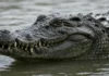 Crocodilo de 4,15 metros e mais de 400 quilos é capturado no rio Rajang, mas caçada continua por réptil maior na Malásia