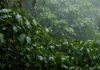 Desmatamento na Amazônia cai ao menor nível em 11 anos e fica em 5.796 km² nos 12 meses até julho de 2025
